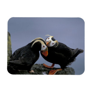 NA, USA, Alaska, Beringhavet, Pribilofs. Tofs Magnet