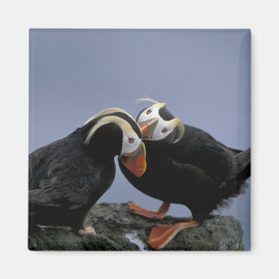 NA, USA, Alaska, Beringhavet, Pribilofs. Tofs Magnet