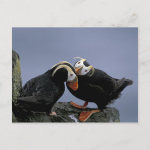 NA, USA, Alaska, Beringhavet, Pribilofs. Tofs Vykort