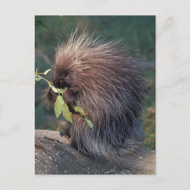 NA, USA, Alaska, captive porcupine Vykort (Framsida)