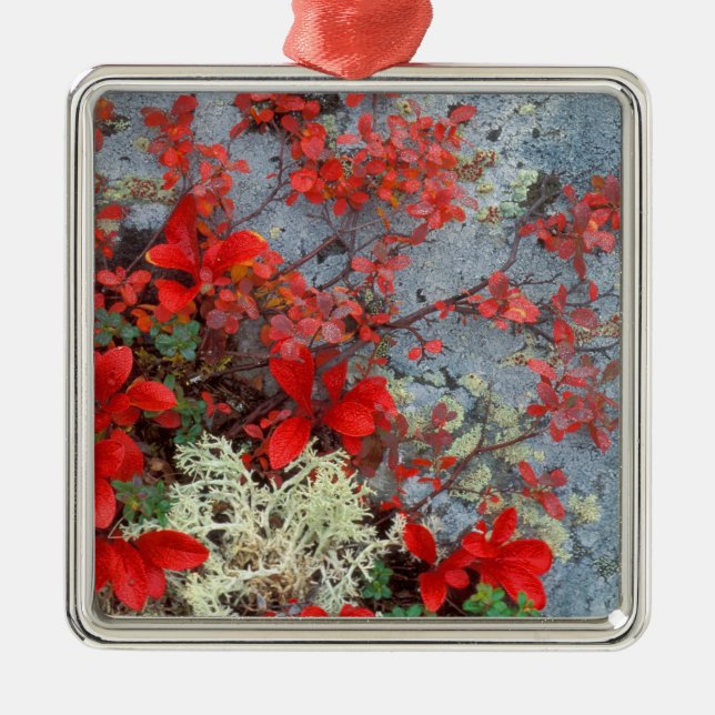 NA, USA, Alaska, Denali NP, Bear berry och Julgransprydnad Metall (Framsidan)