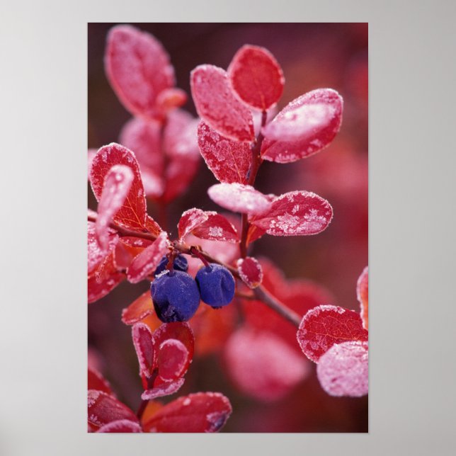 NA, USA, Alaska, Denali NP, blå bär i Poster (Framsidan)