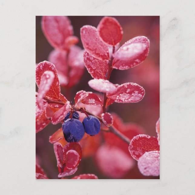 NA, USA, Alaska, Denali NP, blå bär i Vykort (Framsida)