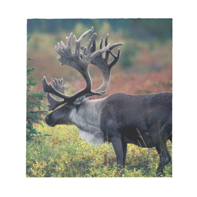 NA, USA, Alaska, Denali NP, Bull caribou 3 Anteckningsblock (Framsida)
