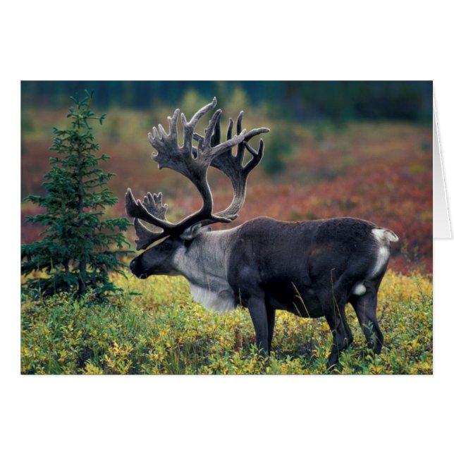 NA, USA, Alaska, Denali NP, Bull caribou 3 Hälsningskort (Framsidan Horizontal)