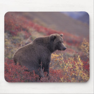 NA, USA, Alaska, Denali NP. En hon-grizzly Musmatta