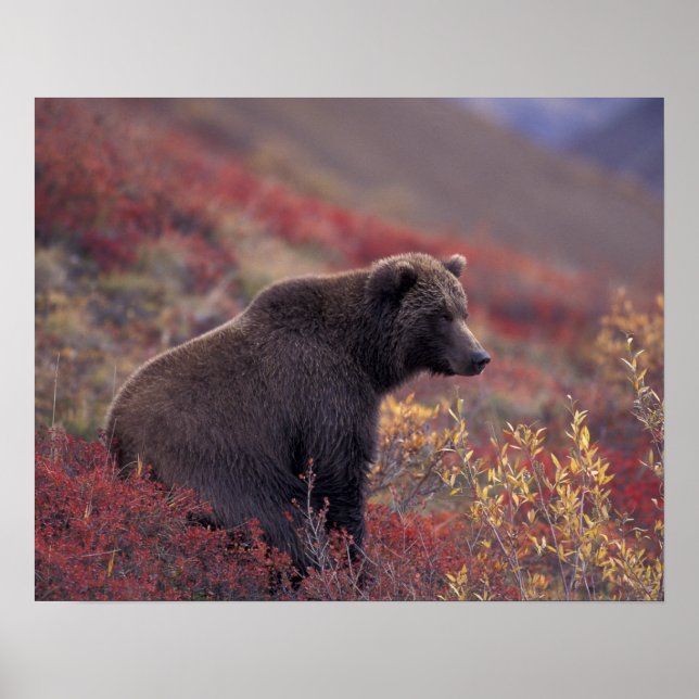 NA, USA, Alaska, Denali NP. En honbjörn Poster (Framsidan)