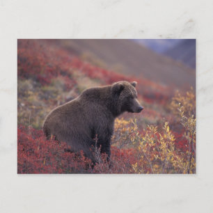 NA, USA, Alaska, Denali NP. En honbjörn Vykort