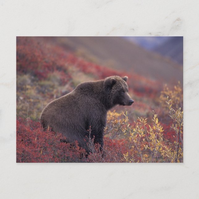 NA, USA, Alaska, Denali NP. En honbjörn Vykort (Framsida)