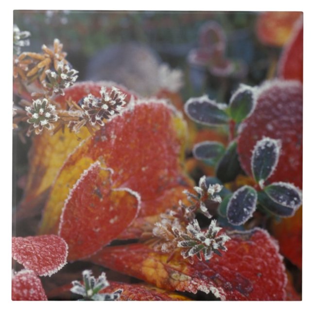 NA, USA, Alaska, Denali NP Frosted, fall-färgad Kakelplatta (Framsidan)