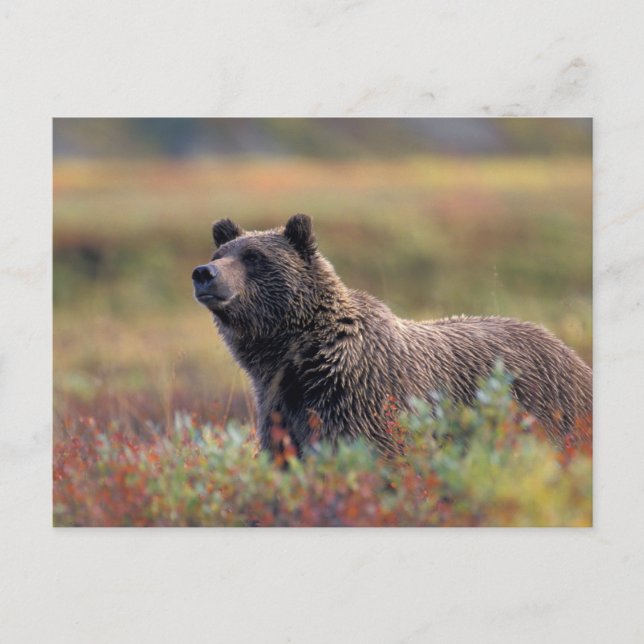 NA, USA, Alaska, Denali NP, Grizzly björn Vykort (Framsida)