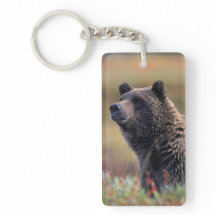 NA USA, Alaska, Denali NP, Grizzlybjörn