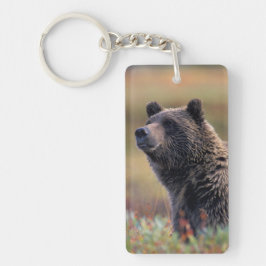 NA USA, Alaska, Denali NP, Grizzlybjörn