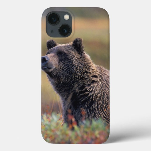 NA USA, Alaska, Denali NP, Grizzlybjörn (Baksida)