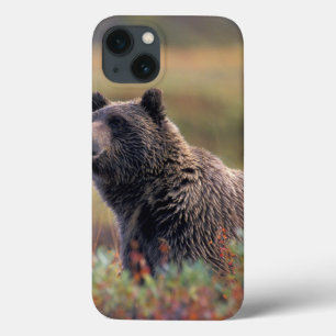 NA USA, Alaska, Denali NP, Grizzlybjörn