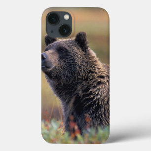 NA USA, Alaska, Denali NP, Grizzlybjörn