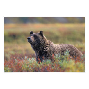 NA, USA, Alaska, Denali NP, Grizzlybjörn Fototryck