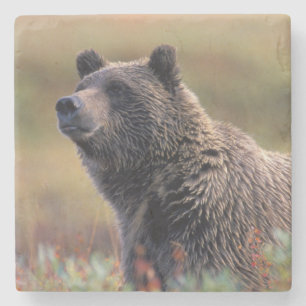NA, USA, Alaska, Denali NP, Grizzlybjörn Underlägg Sten