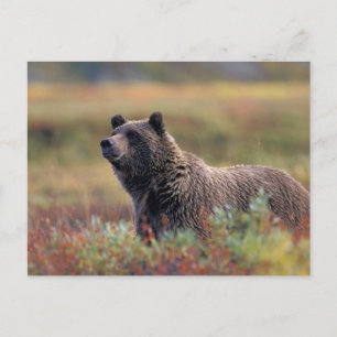 NA, USA, Alaska, Denali NP, Grizzlybjörn Vykort