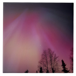 NA, USA, Alaska, Fairbanks. Purpurfärgade ridåer, Kakelplatta