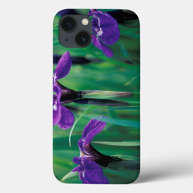 NA, USA, Alaska, Knight Island, Vild iris (Baksida)