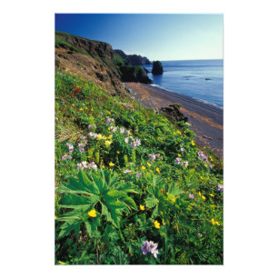 NA, USA, Alaska, Semidiöarna, Vilda blommor Fototryck