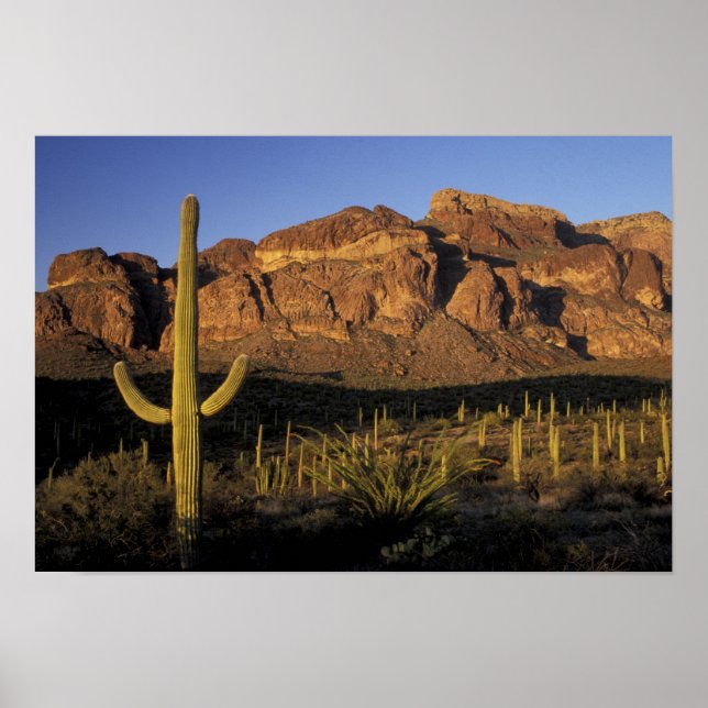 NA, USA, Arizona. Organ Pipe Cactus National 2 Poster (Framsidan)