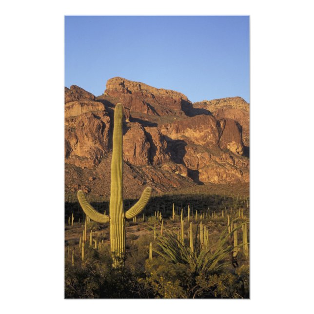 NA, USA, Arizona. Organ Pipe Cactus National Fototryck (Framsidan)