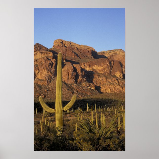 NA, USA, Arizona. Organ Pipe Cactus National Poster (Framsidan)