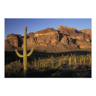 NA, USA, Arizona. Organ Pipe Cactus Nationalmonume Fototryck