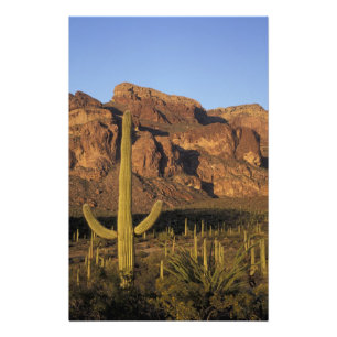 NA, USA, Arizona. Organ Pipe Cactus Nationalpark Fototryck