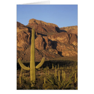 NA, USA, Arizona. Organ Pipe Cactus Nationalpark Hälsningskort