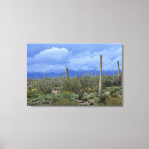 NA, USA, Arizona, Saguaro National Monument, Canvastryck