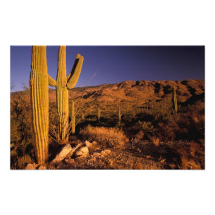 NA, USA, Arizona, Saguaro National Monument, Fototryck