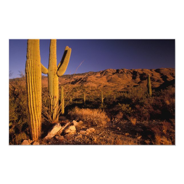 NA, USA, Arizona, Saguaro National Monument Fototryck (Framsidan)