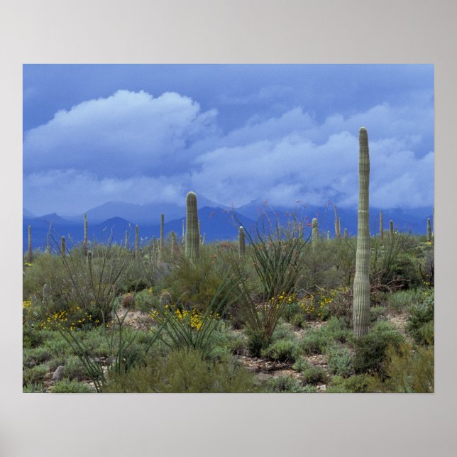 NA, USA, Arizona, Saguaro National Monument Poster (Framsidan)