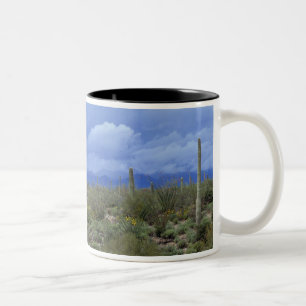 NA, USA, Arizona, Saguaro National Monument, Två-Tonad Mugg