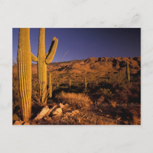 NA, USA, Arizona, Saguaro National Monument Vykort