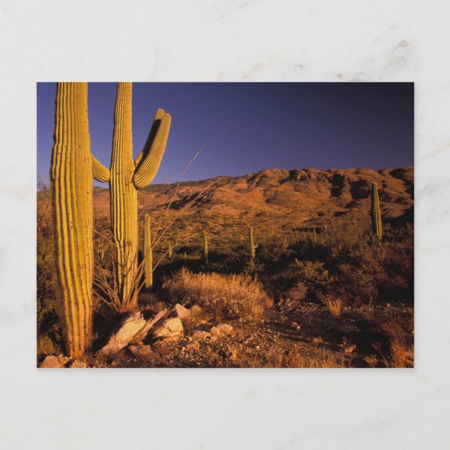 NA, USA, Arizona, Saguaro National Monument Vykort (Framsida)