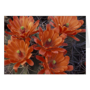NA, USA, Arizona, San Xavier. Claret Cup-kaktus Hälsningskort