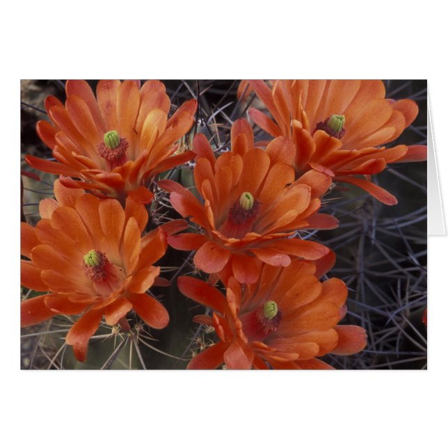 NA, USA, Arizona, San Xavier. Claret Cup-kaktus Hälsningskort (Framsidan Horizontal)