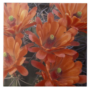 NA, USA, Arizona, San Xavier. Claret Cup-kaktus Kakelplatta