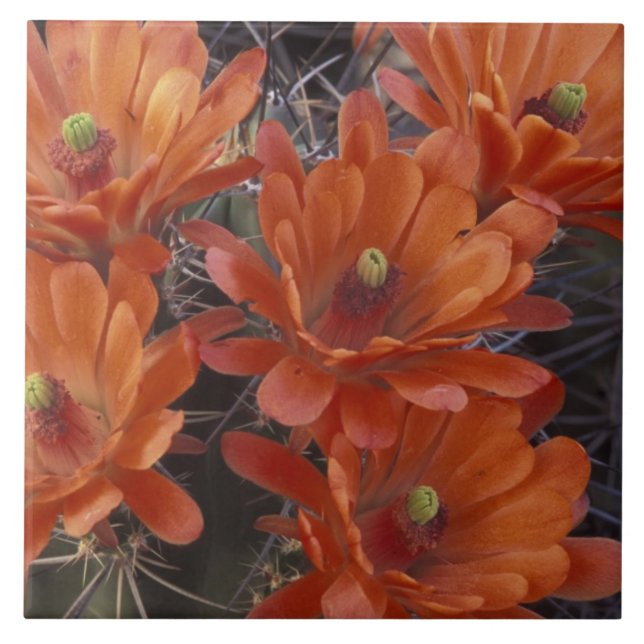 NA, USA, Arizona, San Xavier. Claret Cup-kaktus Kakelplatta (Framsidan)