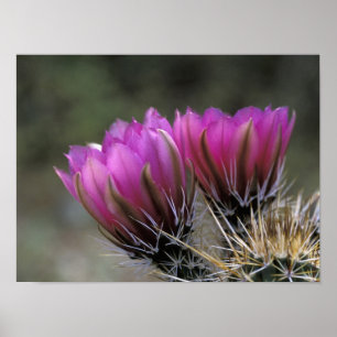 NA, USA, Arizona, Sonoran Desert. Hedgehog Poster