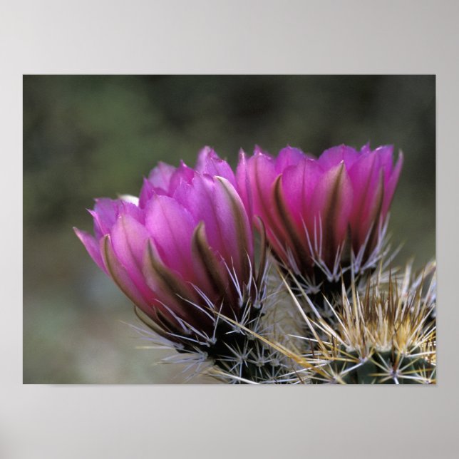 NA, USA, Arizona, Sonoran Desert. Hedgehog Poster (Framsidan)