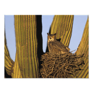 NA, USA, Arizona, Tucson. Stort hornuggla Fototryck