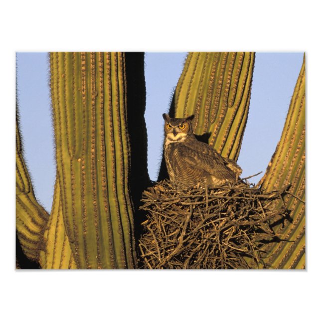 NA, USA, Arizona, Tucson. Stort hornuggla Fototryck (Framsidan)