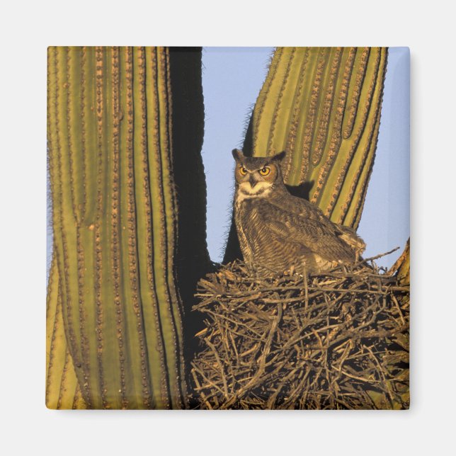 NA, USA, Arizona, Tucson. Stort hornuggla Magnet (Framsidan)