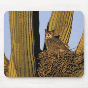 NA, USA, Arizona, Tucson. Stort hornuggla Musmatta