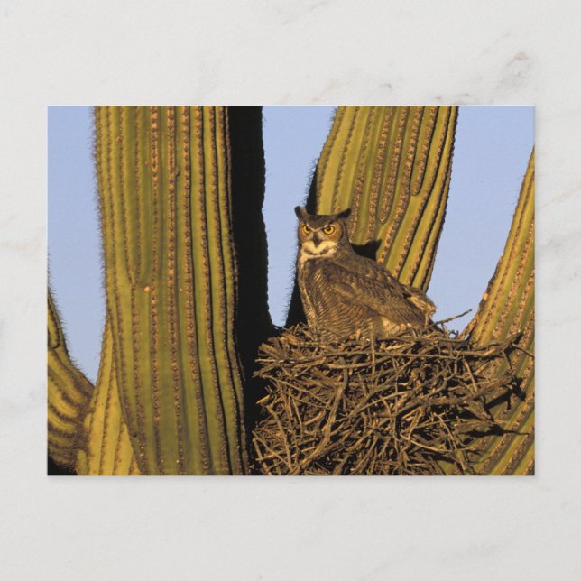 NA, USA, Arizona, Tucson. Stort hornuggla Vykort (Framsida)